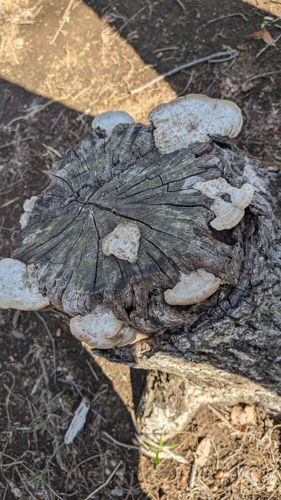 Fomitopsis dickinsii · March 2024 · photo: © atsushi_nakajima_cirque (iNaturalist, cc-by)
