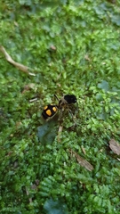 Traumatomutilla quadrinotata