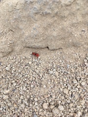 Sphaeropthalma unicolor