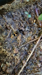 Traumatomutilla quadrinotata