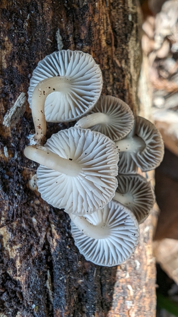 Mycena laevigata