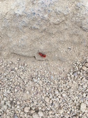 Sphaeropthalma unicolor