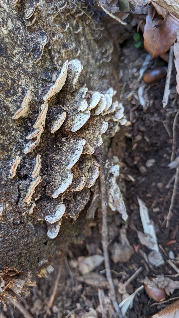 Cyanotrama gypsea