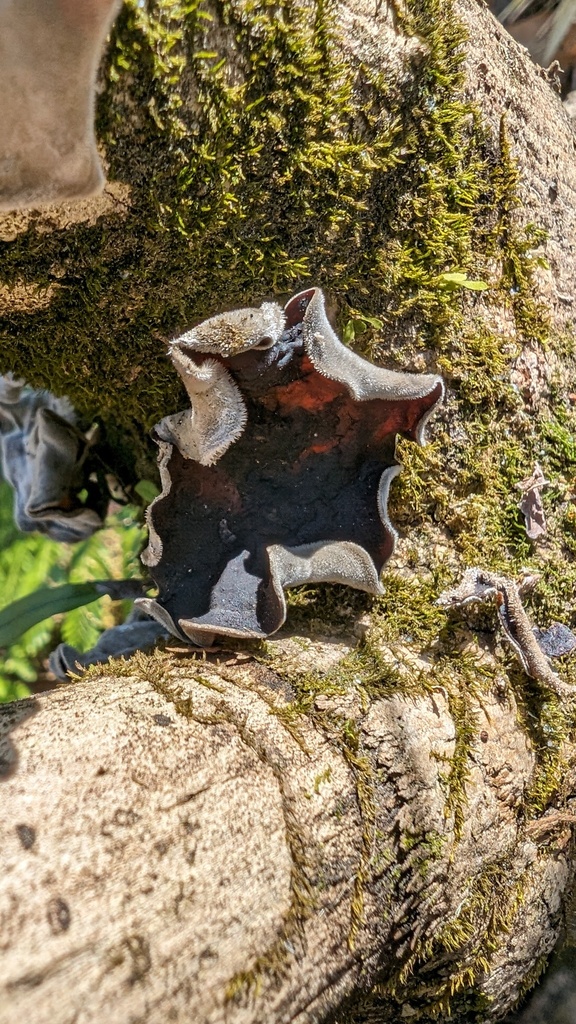 Auricularia polytricha · March 2024 · photo: © atsushi_nakajima_cirque (iNaturalist, cc-by)