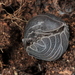 Armadillidium pallasii - Photo (c) botanico, algunos derechos reservados (CC BY-NC)