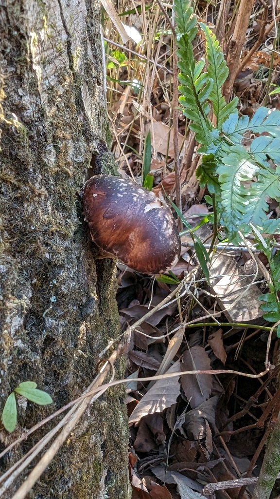 Lentinula edodes · March 2024 · photo: © atsushi_nakajima_cirque (iNaturalist, cc-by)