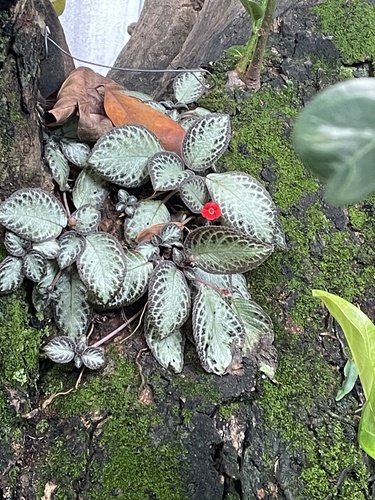 Foto de Peixinho