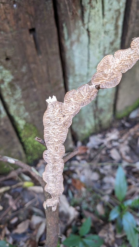 Daedaleopsis styracina · March 2024 · photo: © atsushi_nakajima_cirque (iNaturalist, cc-by)
