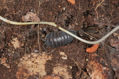 Armadillidium pallasii