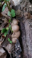 Fungi