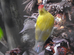 Chloropicus griseocephalus