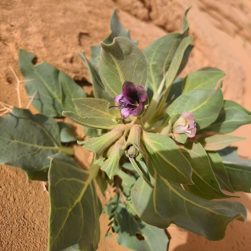 Egyptian henbane