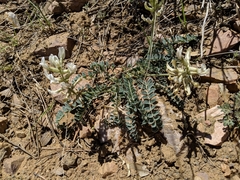 Astragalus tephrodes