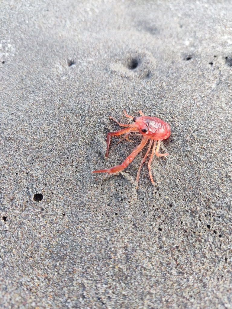 carrot squat lobster