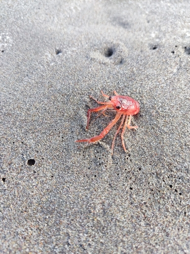carrot squat lobster