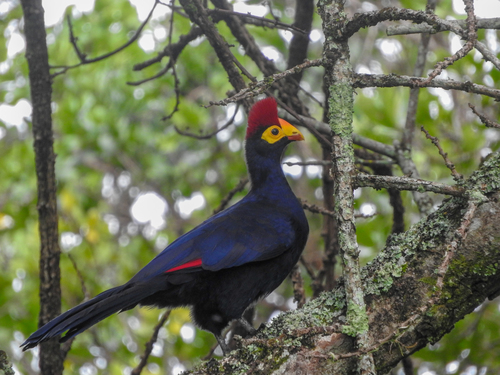 Ross's Turaco