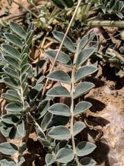 Astragalus tephrodes