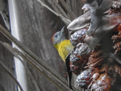 Chloropicus griseocephalus