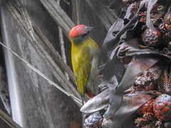 Chloropicus griseocephalus