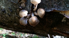Fungi