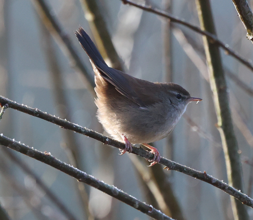 Bouscarle de Cetti