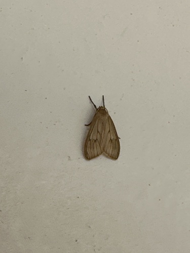 Biturix pellucida