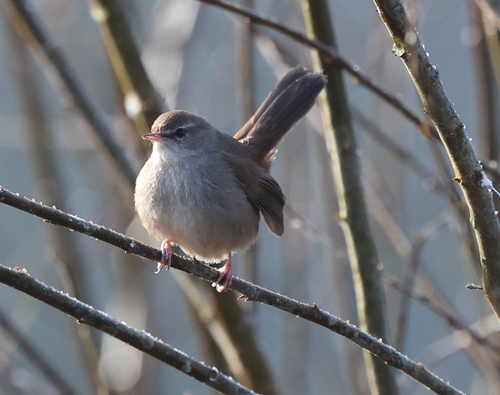 Cetti's Warbler