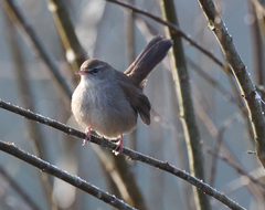Cetti's Warbler photo 3