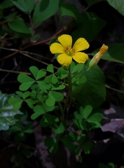 Oxalis colorea