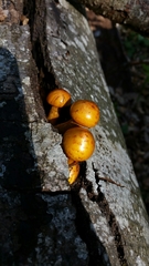 Fungi