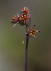Tulbaghia alliacea