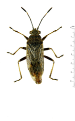 Rhypodes