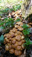 Fungi