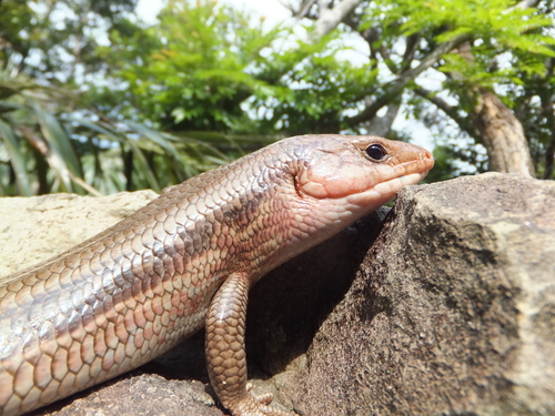 キシノウエトカゲ