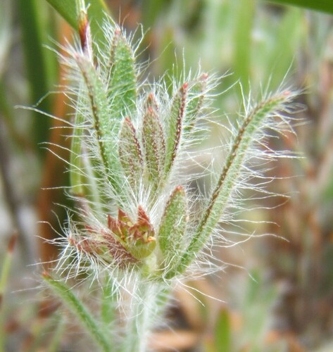 Image of Xanthosia dissecta by no rights reserved