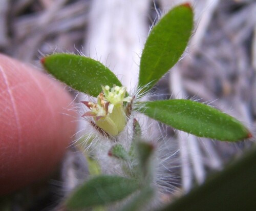 Image of Xanthosia dissecta by no rights reserved
