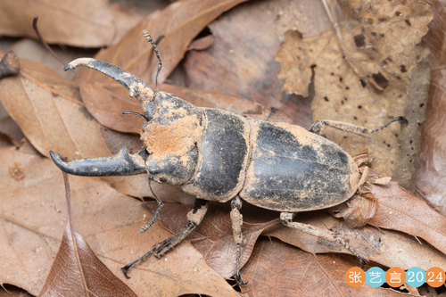 Serrognathus titanus platymelus