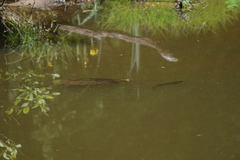 Apalone spinifera aspera