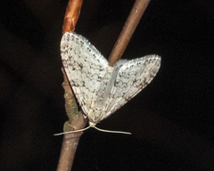 Trichopteryx carpinata