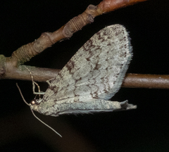 Trichopteryx carpinata