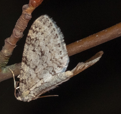 Trichopteryx carpinata