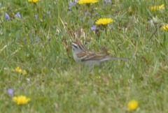 Spizella passerina passerina