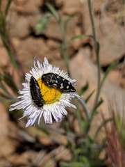 Acmaeodera bowditchi