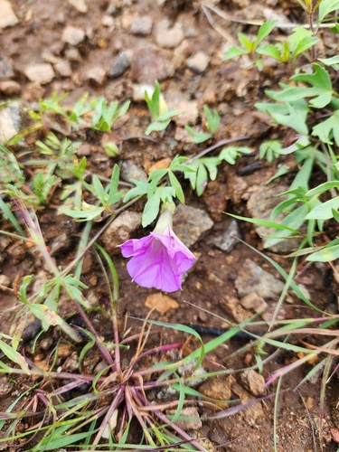 Image of Ipomoea plummerae by (c) GREGORY ANTHONY PAUCA TANCO, some rights reserved (CC BY)