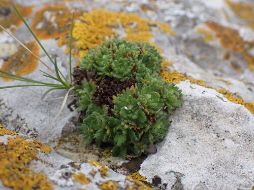 Image of Saxifraga cebennensis by (c) Franck Cabot, some rights reserved (CC BY)