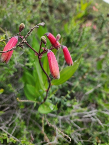 Bomarea ovata (Bomarea ovata)