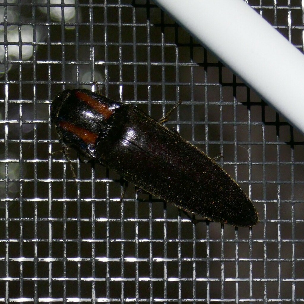 Lingana dombarta