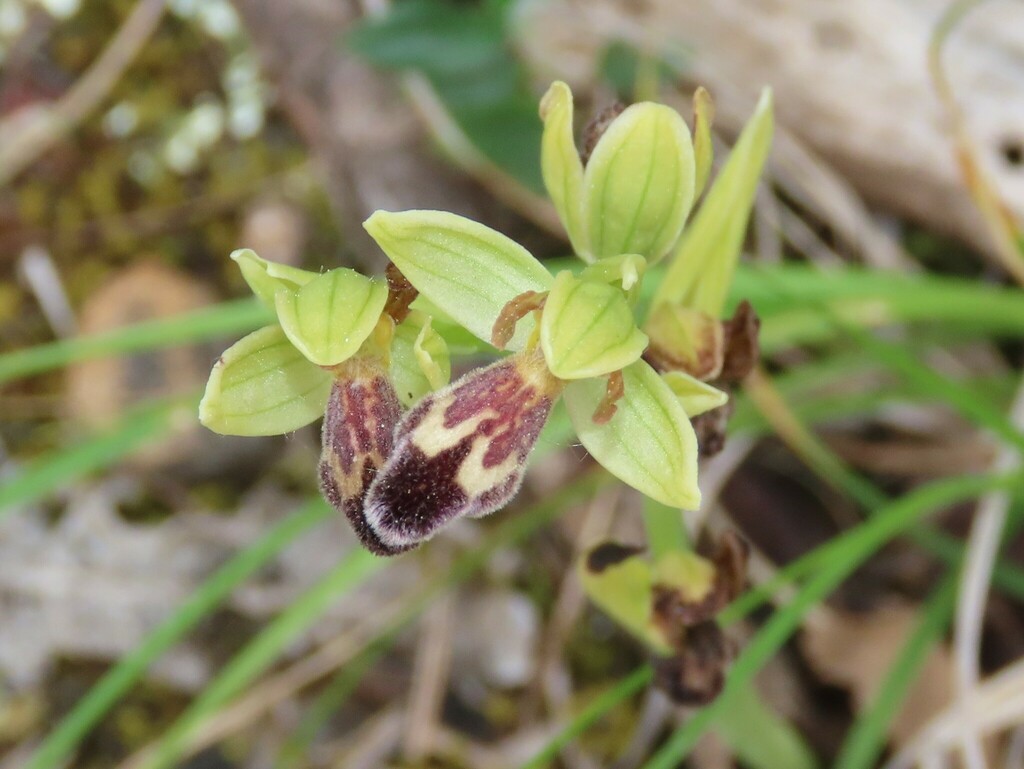 Ophrys omegaifera