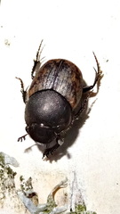 Onthophagus fracticornis