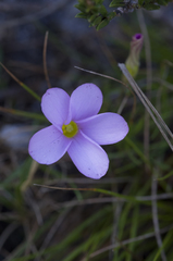 Oxalis polyphylla pentaphylla